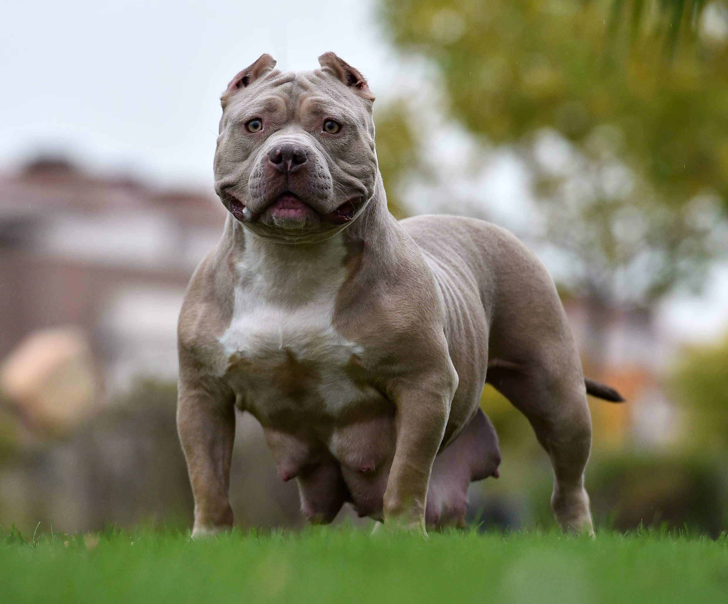 Cara Merawat Anak Anjing American Bully